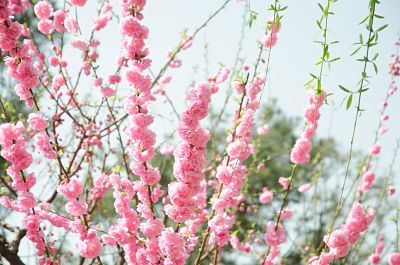 pink-flowers-1687944_opt