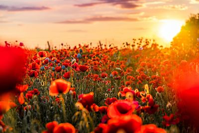 red-flowers-in-bloom-2379653_opt