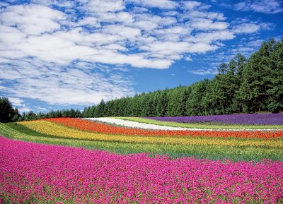 red-yellow-and-orange-flower-field-60628_opt